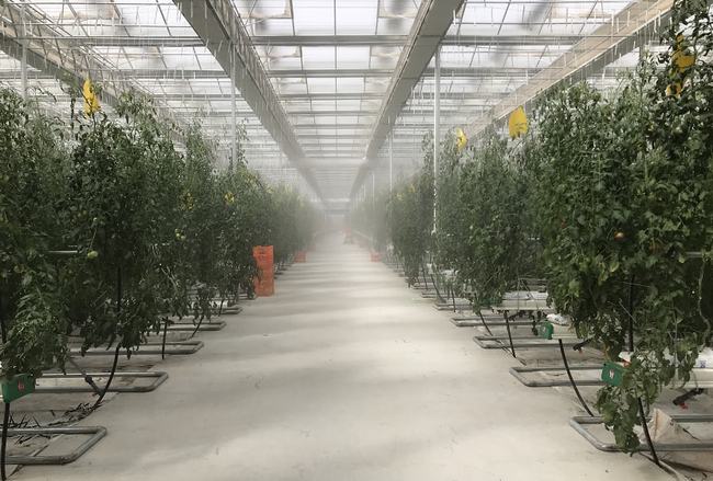 高壓霧化你了解嗎？在設施農業中有哪些應用？